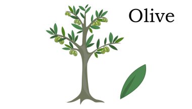 Zeytin ağaçları vektör öğesi. vektör simge yeşil