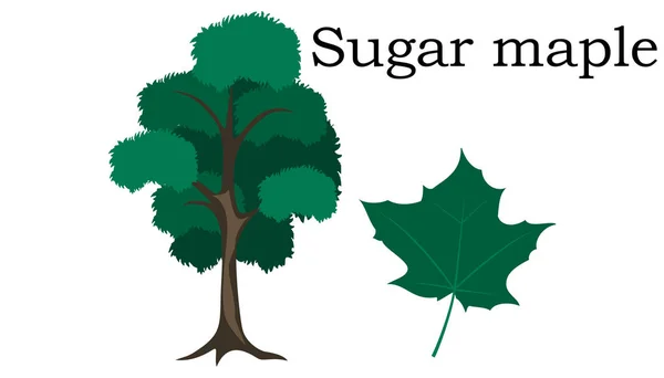 Árvores de bordo de açúcar elemento vetorial. vetor ícone verde — Vetor de Stock