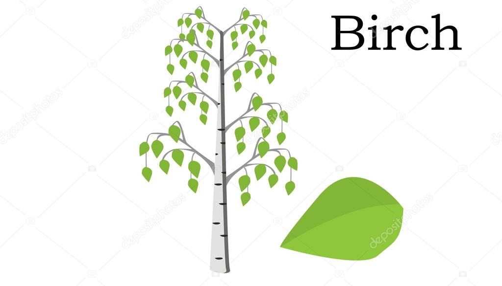Birch  Trees vector element. vector green
