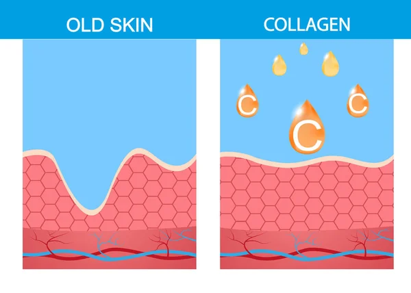 Colágeno, arrugas, piel vieja, juventud, belleza , — Vector de stock