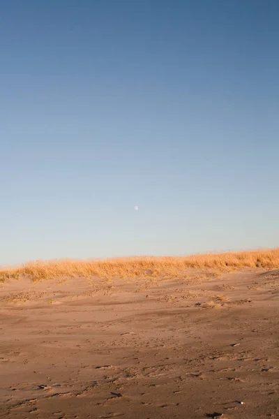 海草と砂の砂丘 — ストック写真