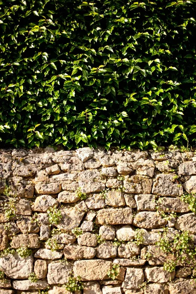 Pared de piedra con seto —  Fotos de Stock