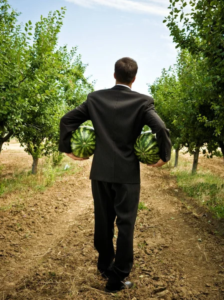 Muž nesoucí dva melouny v sadech — Stock fotografie