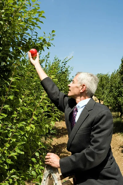 Επιχειρηματίας picking μήλο στην κορυφή της Σκάλας — Φωτογραφία Αρχείου
