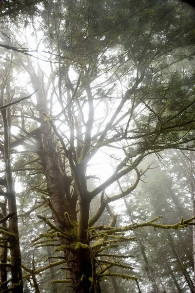 日光の森の木 — ストック写真