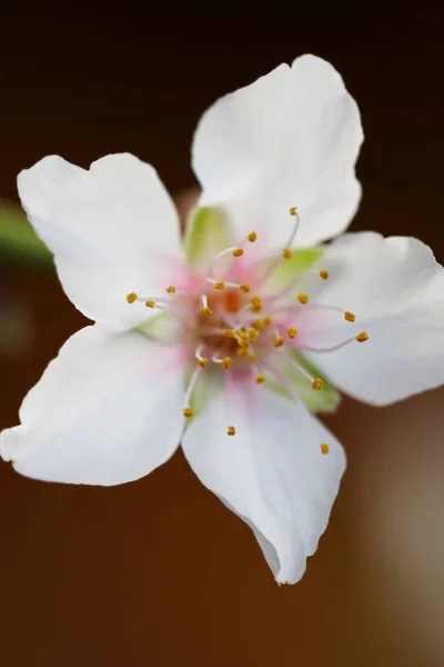Almond blossom, close-up — Stock Photo, Image
