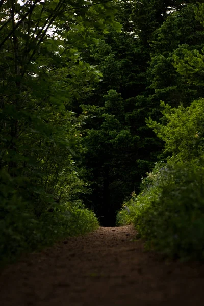 Boş orman yolu — Stok fotoğraf