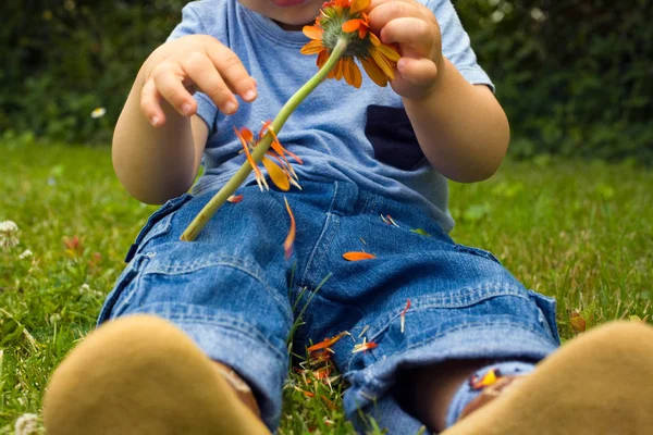 Lapsi poiminta terälehtiä pois kukka — kuvapankkivalokuva