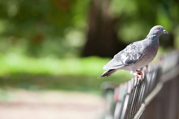 フェンスの上に腰掛けて鳩 — ストック写真