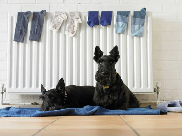 毛布の上に座って犬 — ストック写真