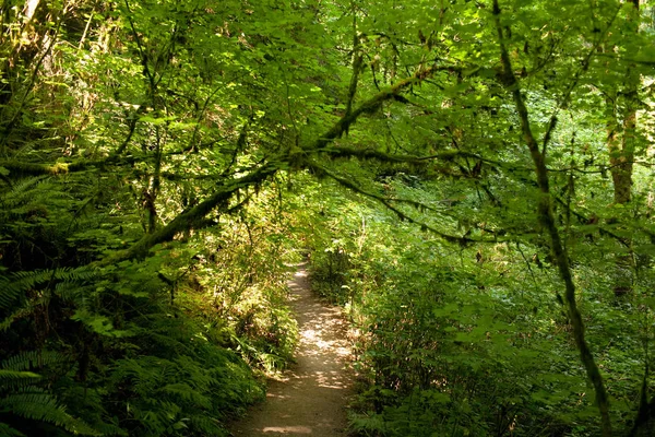 日光と森林の経路 — ストック写真