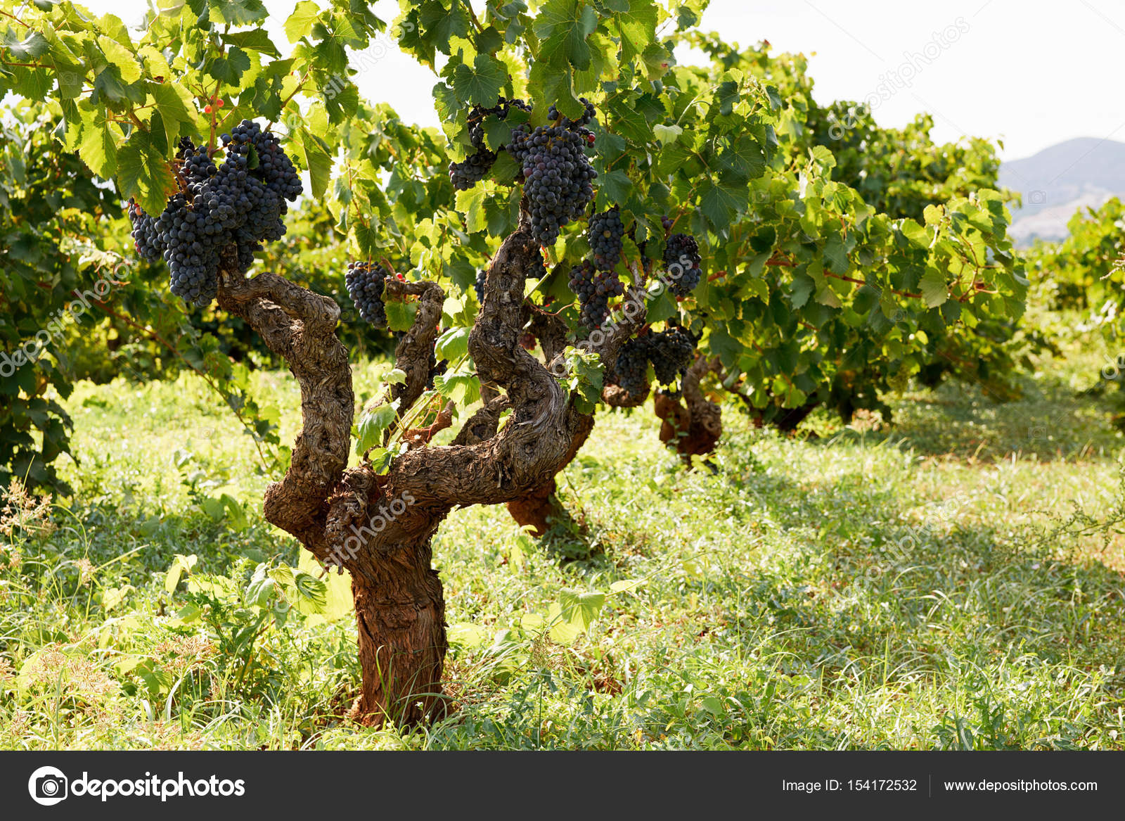 тавриз виноград. старые кусты винограда. виноград рошфор. старые кусты винограда. виноградная лоза плетущаяся.