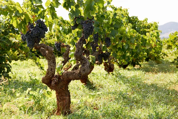 A szőlő a szőlő szőlő — Stock Fotó