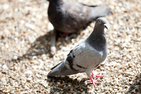Pigeons standing on rocky ground — Stock Photo, Image