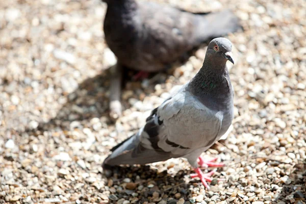 Duiven permanent op rotsachtige grond — Stockfoto