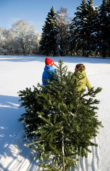 Παιδιά Τραβώντας Χριστουγεννιάτικο Δέντρο Στο Χιόνι — Φωτογραφία Αρχείου