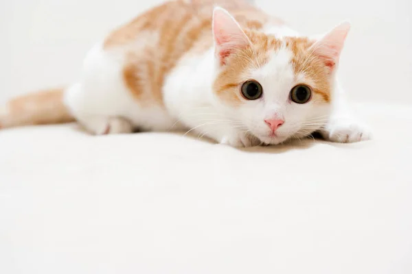 Genç av kedi — Stok fotoğraf