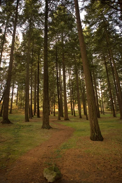 Caminho através de árvores na floresta Imagem De Stock