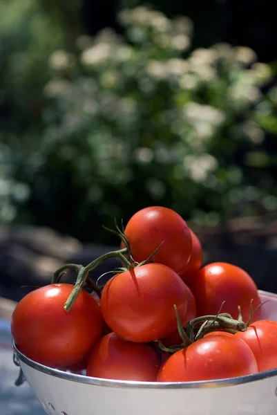 Ramo de tomates en colador — Foto de Stock