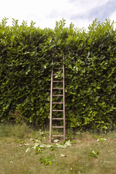 Wooden Ladder Hedge Lawn Garden — Stock Photo, Image