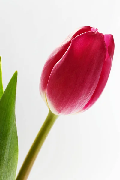 Růžový Tulipán květ — Stock fotografie