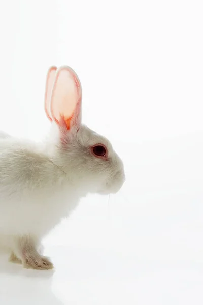 Conejo albino sobre blanco — Foto de Stock