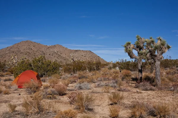 Tenda nel parco Joshua Tree — Foto Stock