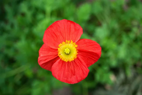 Цветущий цветок мака — стоковое фото