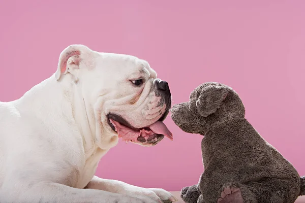 柔らかいおもちゃ犬ブルドッグ — ストック写真