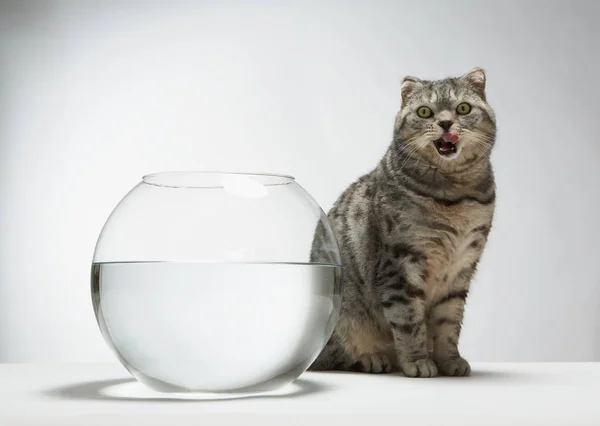 Gatto seduto vicino all'acquario — Foto Stock