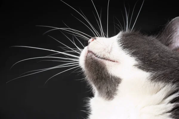 Cabeza de gato mirando hacia arriba —  Fotos de Stock