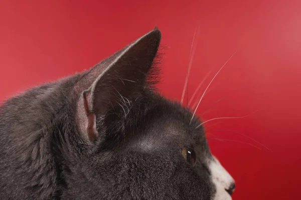 Vista close-up da cabeça do gato — Fotografia de Stock