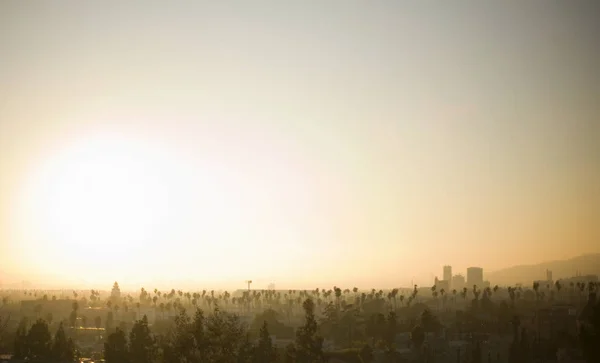 Sunrise over tree tops — Stock Photo, Image