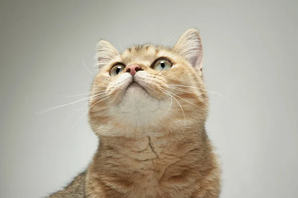 Προβολή της γάτας κοιτώντας ψηλά — Φωτογραφία Αρχείου