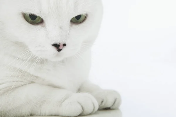 Άσπρη γάτα κοιτάζοντας προς τα κάτω — Φωτογραφία Αρχείου