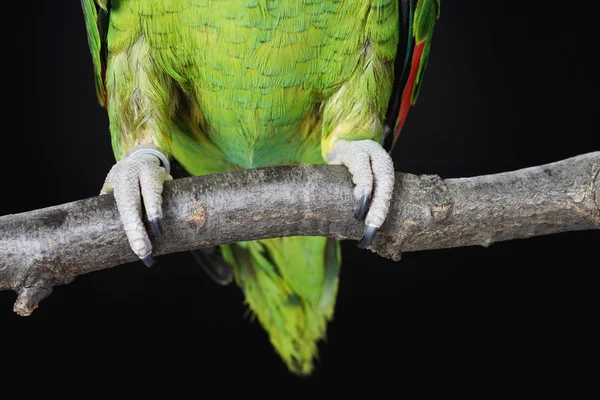 Sezione inferiore immagine di pappagallo — Foto Stock