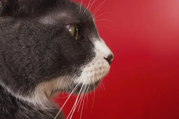 Cabeça de gato em vermelho — Fotografia de Stock