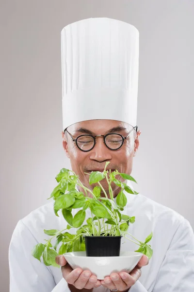 Cocinero cocinero sosteniendo hierba de albahaca —  Fotos de Stock