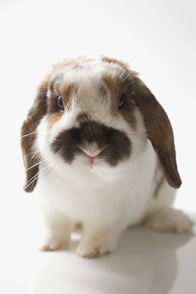 Schlappohr Kaninchen Isoliert Auf Weißem Hintergrund — Stockfoto
