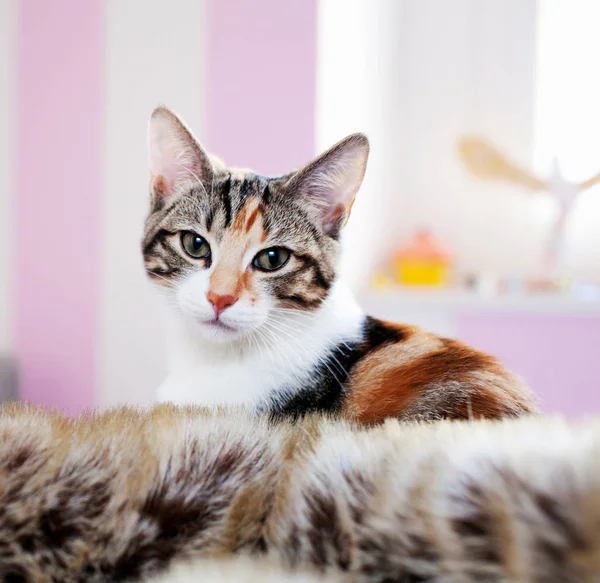 Cara de gatitos sobre interior rosa —  Fotos de Stock