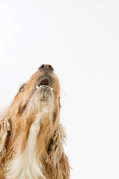 Портрет собаки, смотрящей вверх — стоковое фото