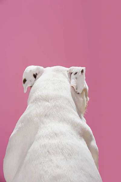 Achteraanzicht van bulldog — Stockfoto