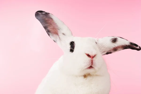 Portret biały królik — Zdjęcie stockowe