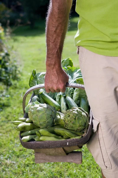 Abgeschnittenes Bild Eines Mannes Der Einen Korb Mit Gemüse Hält — Stockfoto