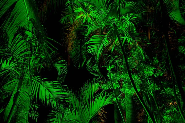 Palm leaves lit at night — Stock Photo, Image