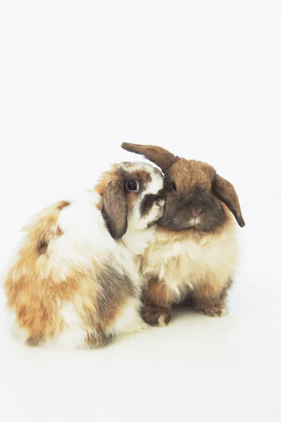 Dois coelhos giros — Fotografia de Stock