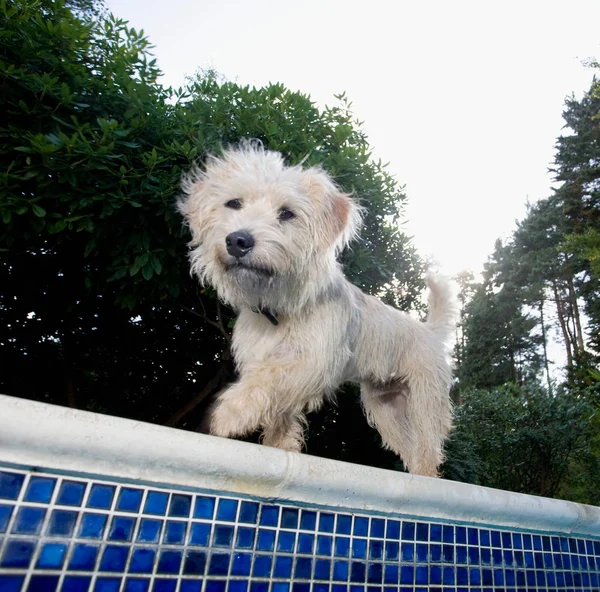 Chien marchant au bord de la piscine — Photo