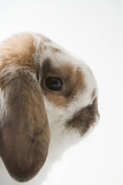 LOP ušatý králičí hlavy — Stock fotografie