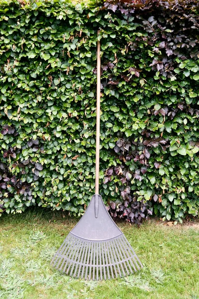 Rake by hedge on lawn — Stock Photo, Image