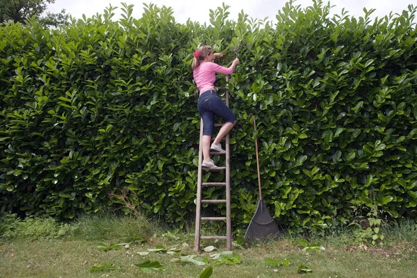Женщина Лестнице Обрезает Изгородь — стоковое фото